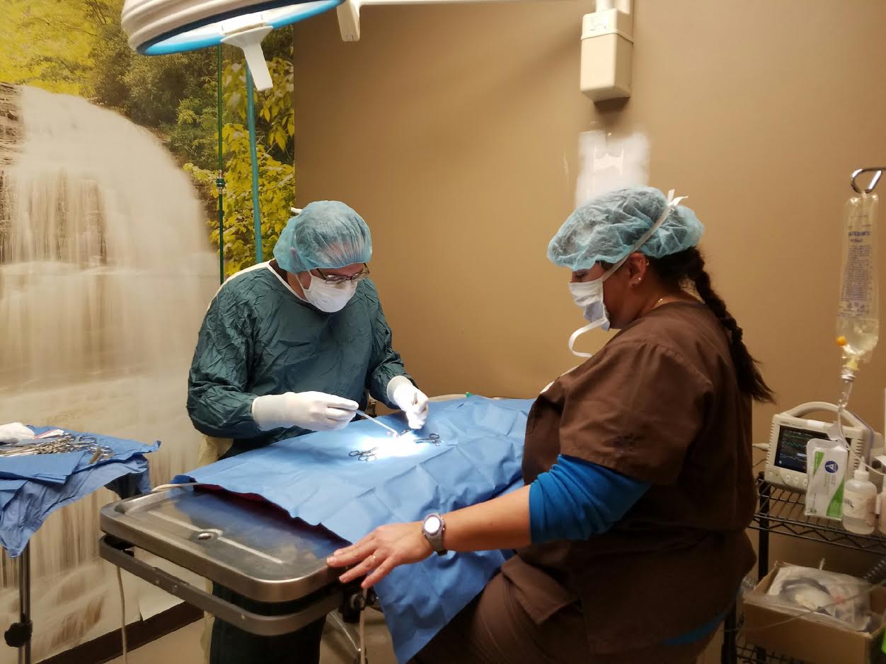 staff doing surgery on pet