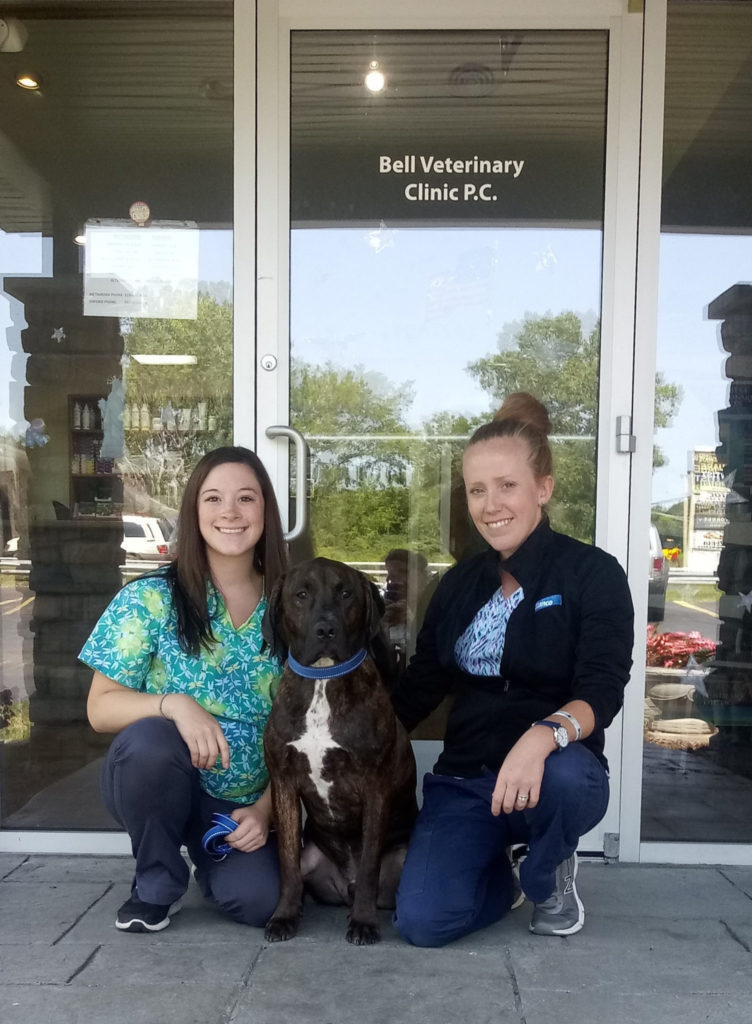 Veterinary Job Openings in Michigan | Veterinary United